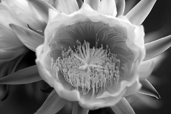 A Natural Symphony