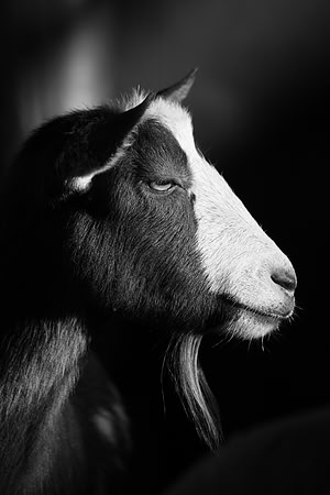 Goat Portrait 2