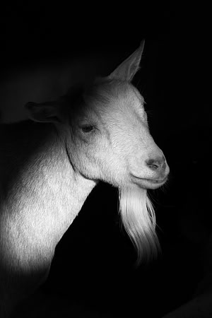 Goat Portrait