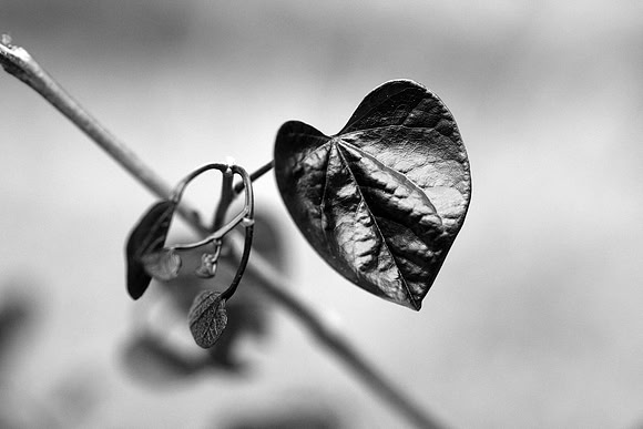 My Black Heart